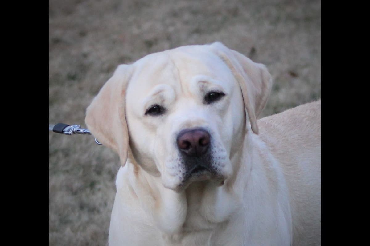 BellaVista Labradors breeder image 7