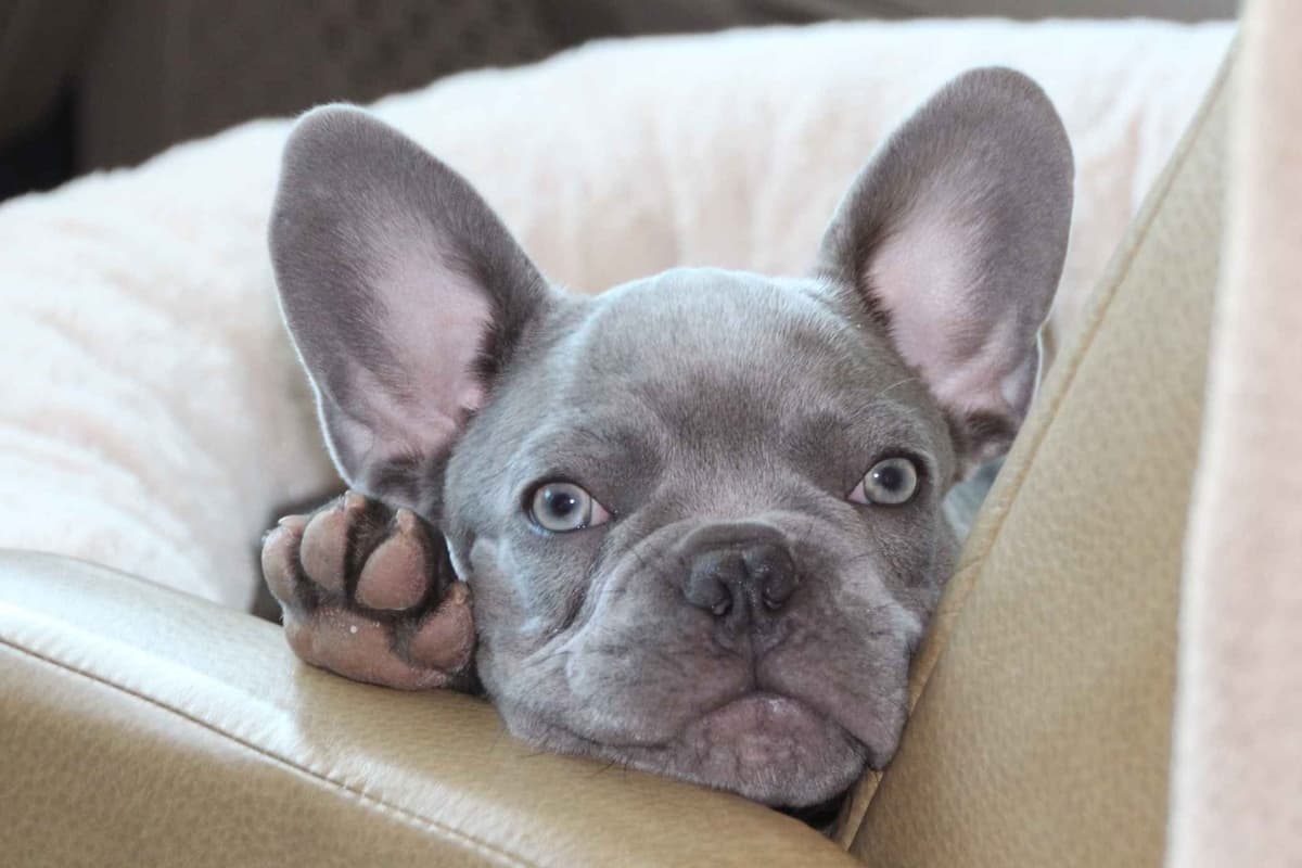 French Bulldog Puppies - Incredible REPEAT PAIRING - ZOEY and TITAN breeder image 6