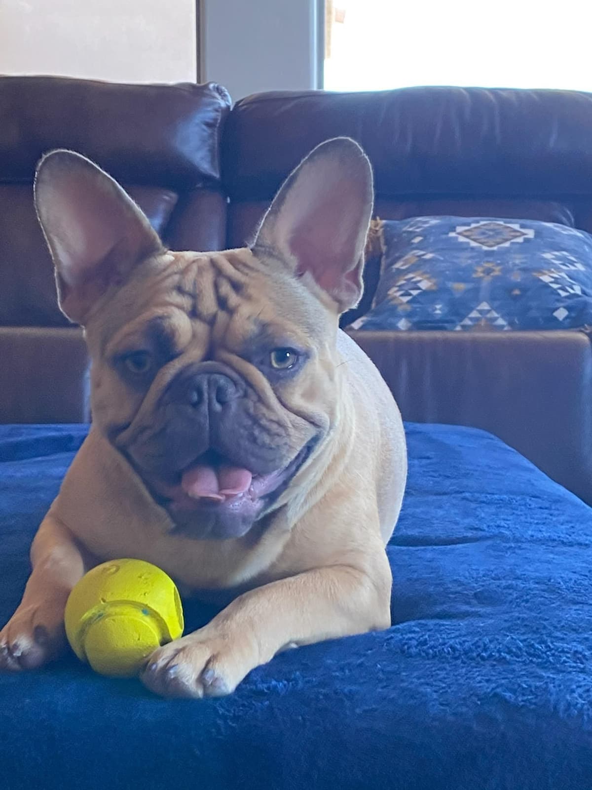 French Bulldog Puppies - Incredible REPEAT PAIRING - ZOEY and TITAN breeder image 24