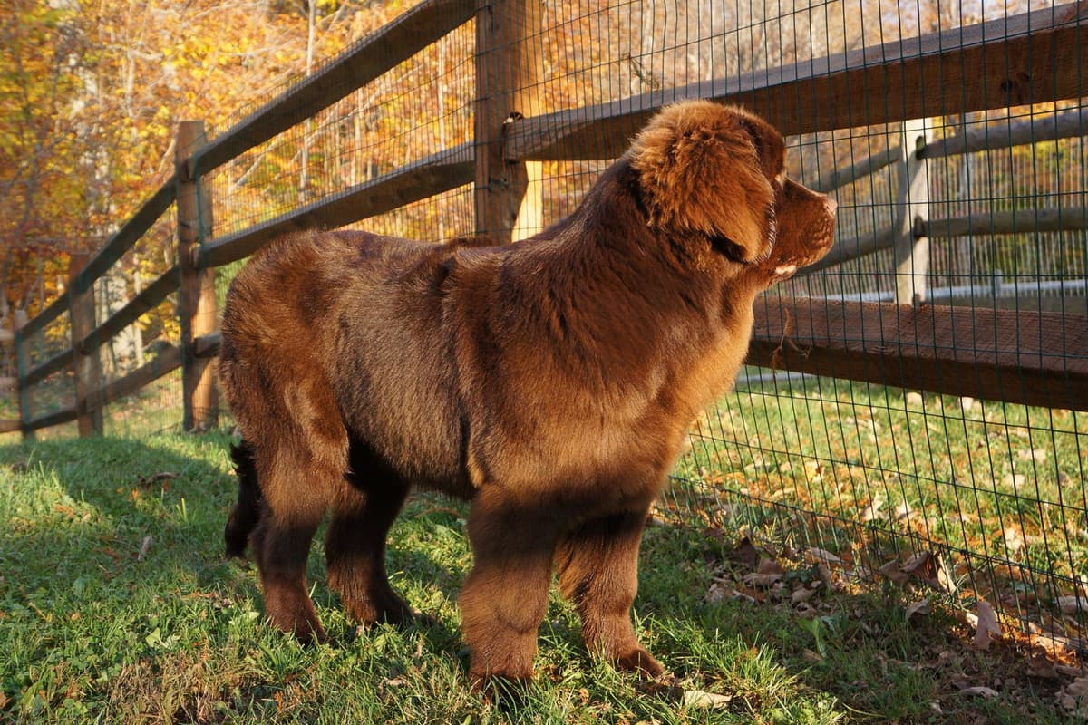 Newfoundland Puppies breeder image 10