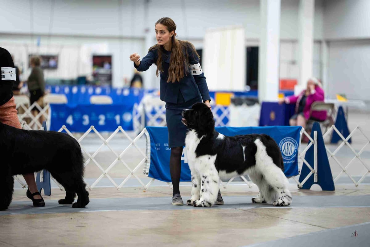 Newfoundland Puppies breeder image 3