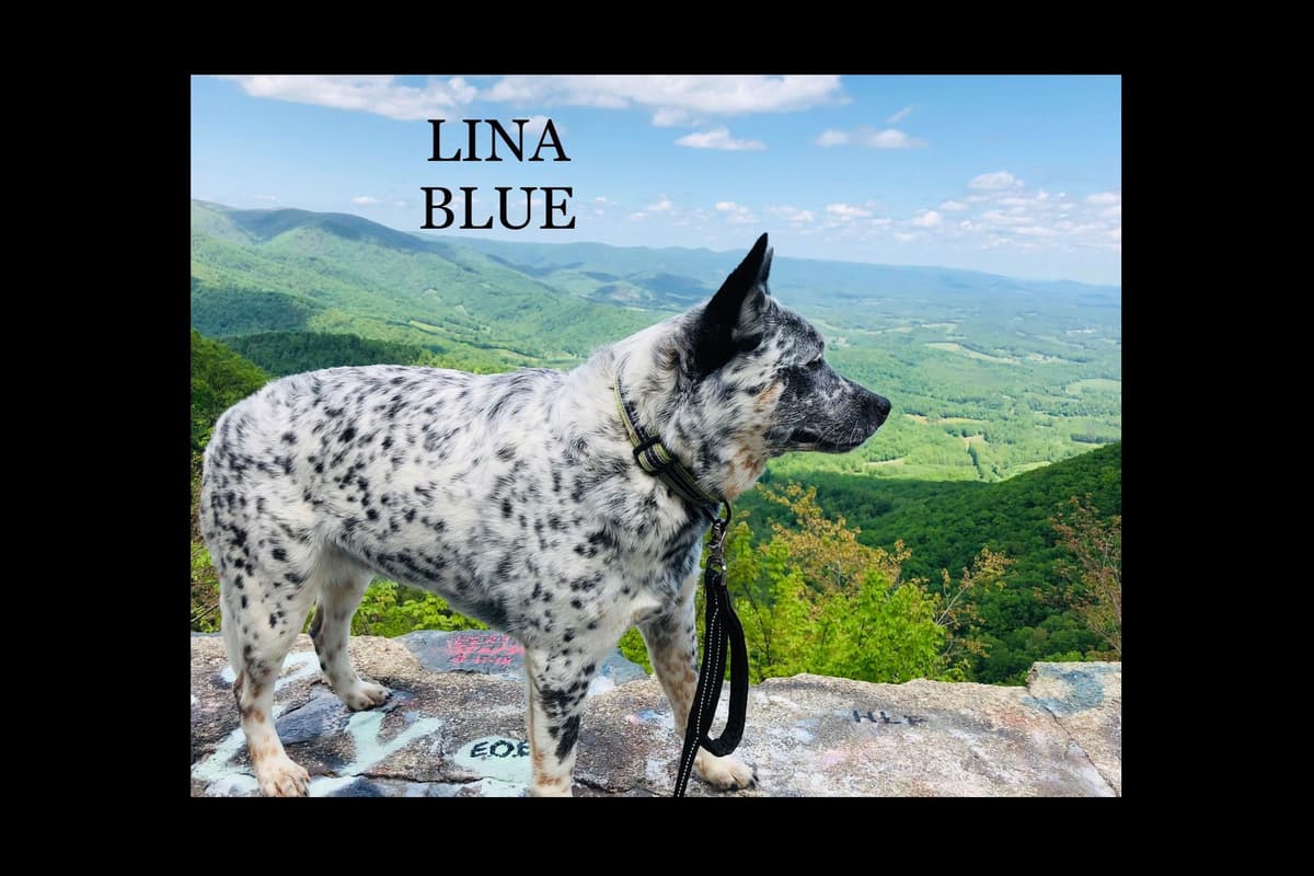 Australian Cattle Dog Puppies breeder image 2