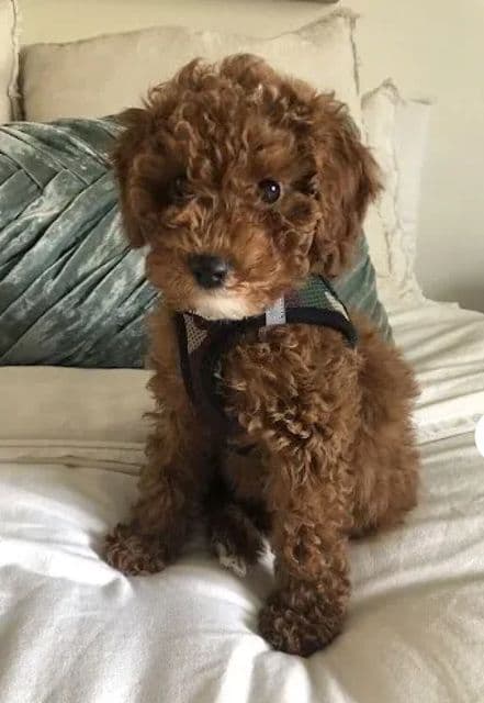 3 boys 2 girls- Beautiful adorably sweet potty trained breeder image 27