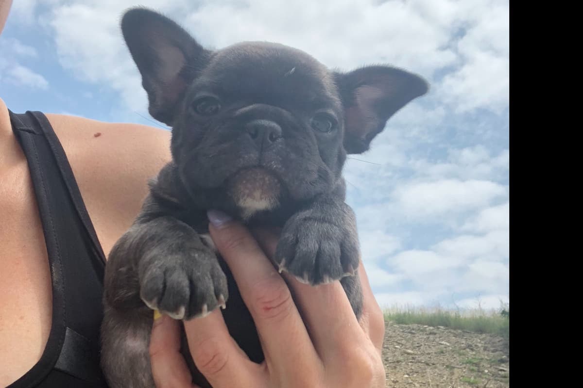 French Bulldog Puppies breeder image 5