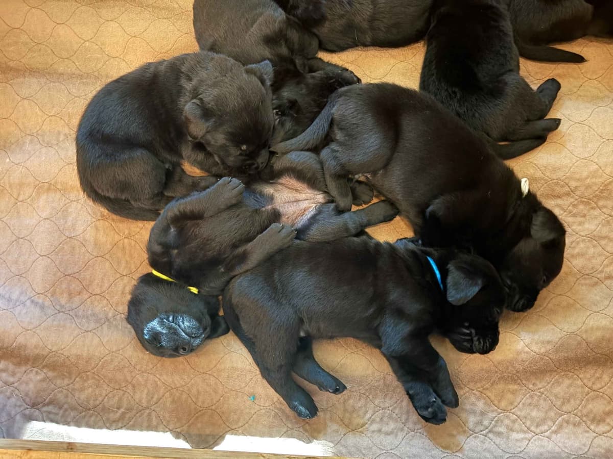 Labrador Retriever Puppies breeder image 3