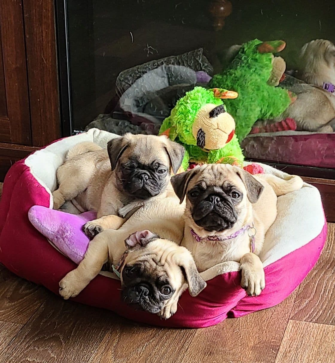 Pug Puppies breeder image 3