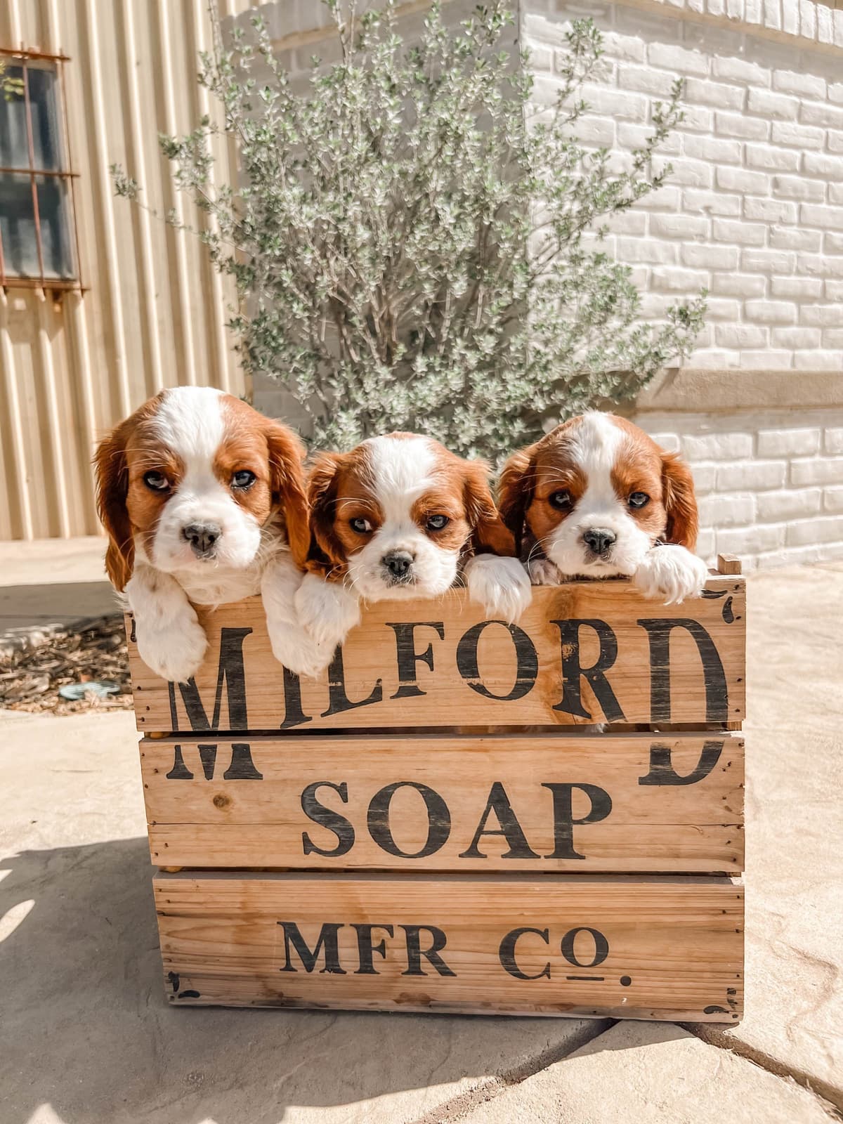 Cavalier King Charles Spaniel Puppies breeder image 5
