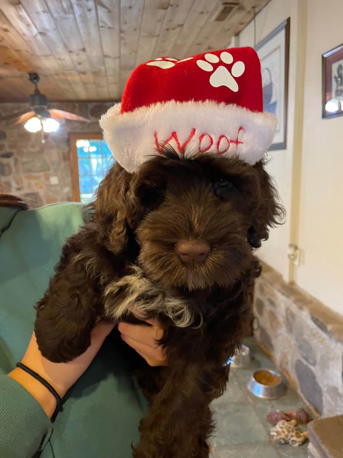Portuguese Water Dog Female puppies. breeder image 10