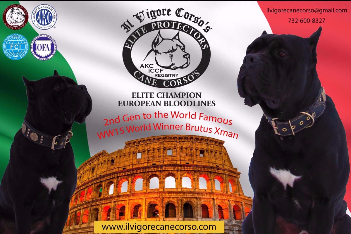 Huge Cane Corso pups breeder image 40