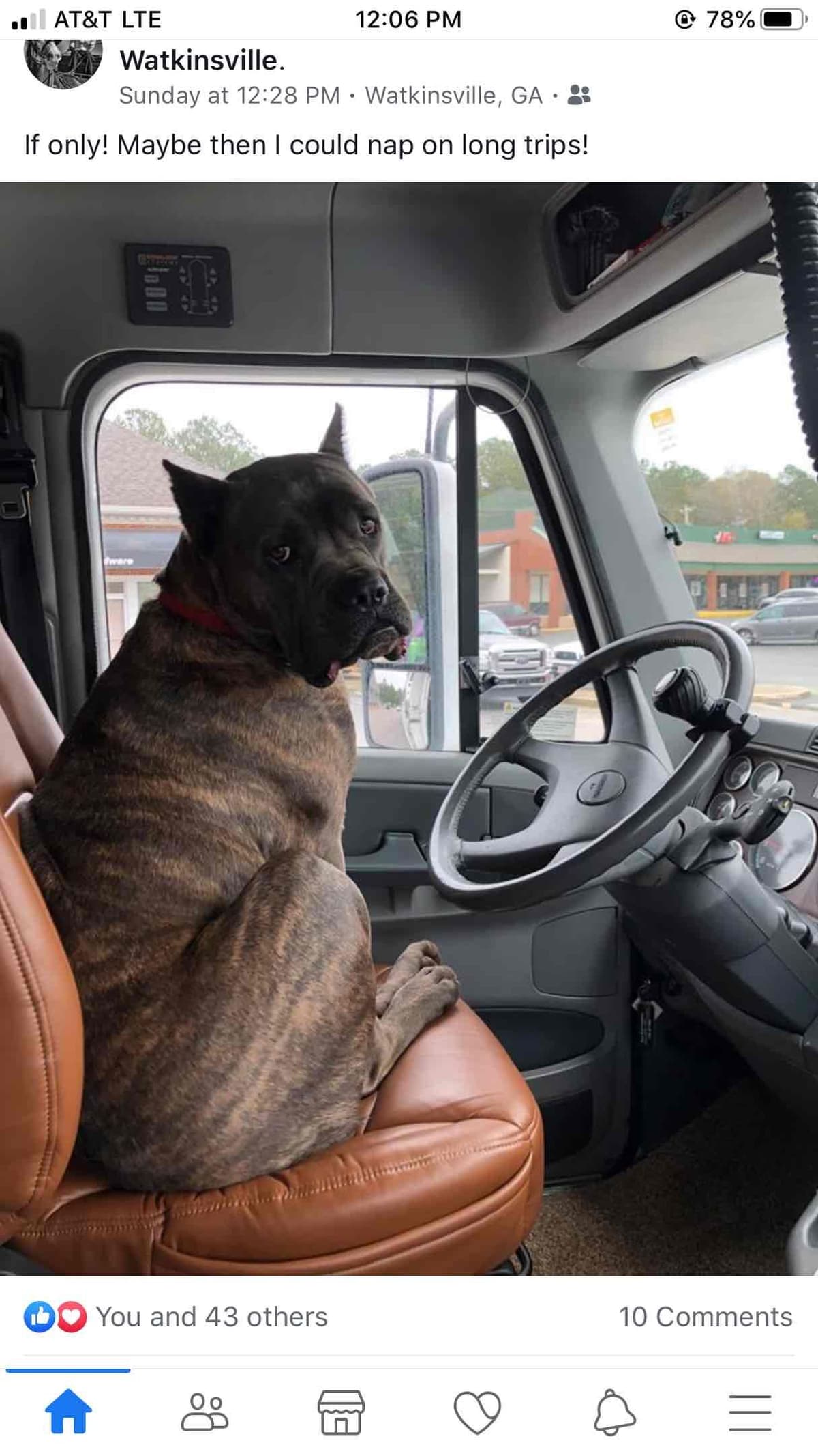 Huge Cane Corso pups breeder image 67