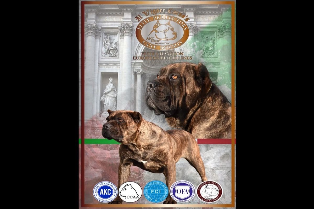 Huge Cane Corso pups breeder image 3