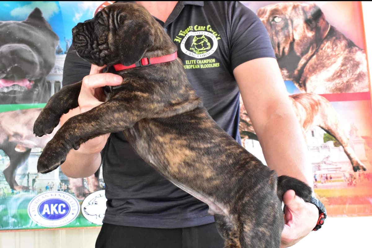 Huge Cane Corso pups breeder image 14