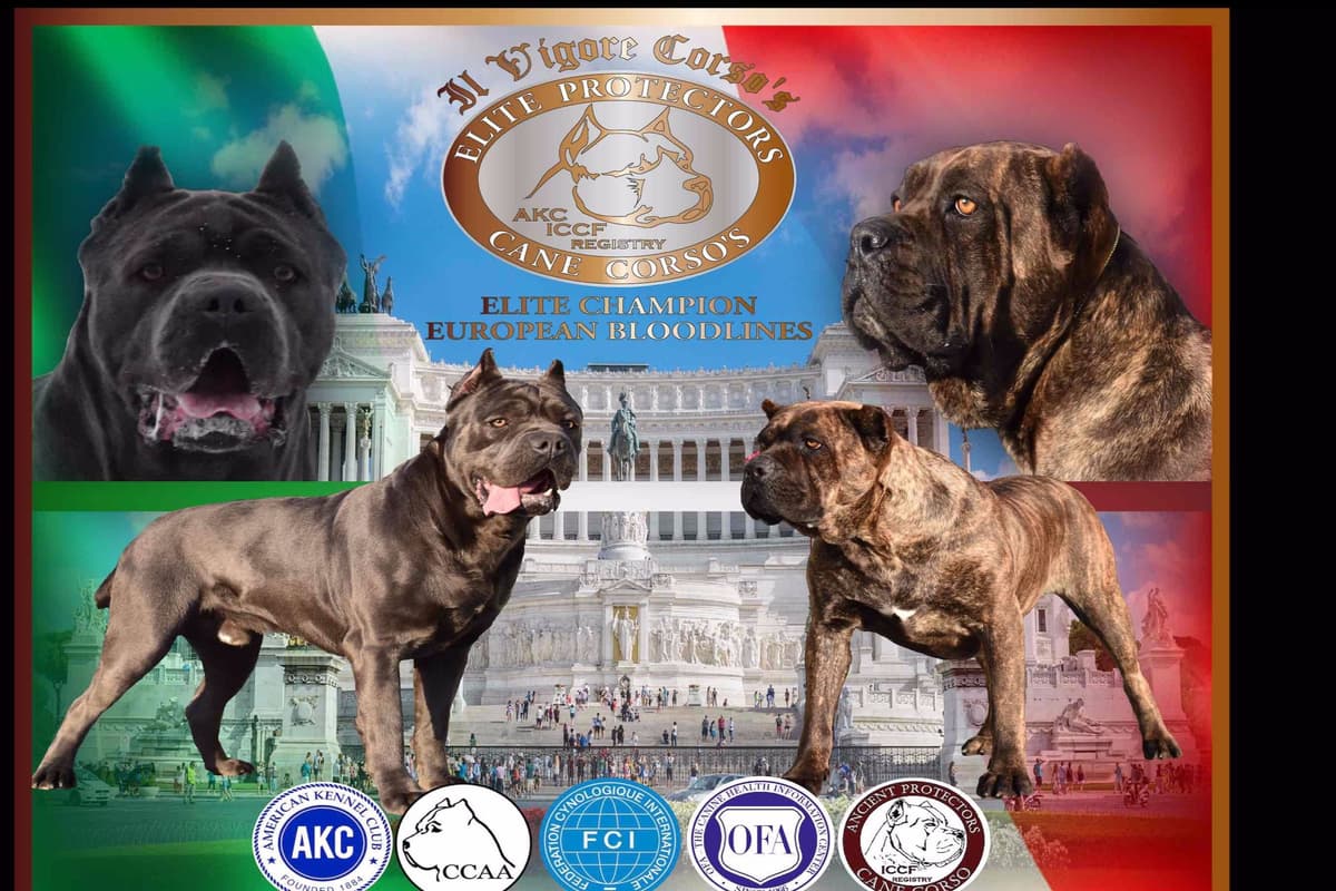 Huge Cane Corso pups breeder image 1