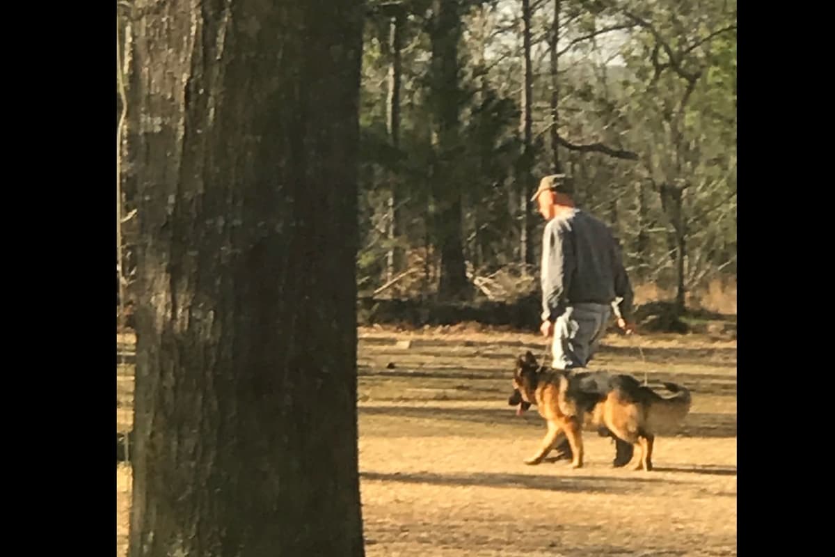 Weizen German Shepherds (Bred With H.E.A.R.T.) breeder image 40
