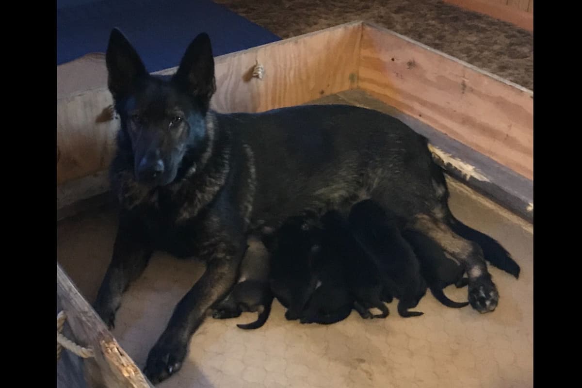 Weizen German Shepherds (Bred With H.E.A.R.T.) breeder image 104