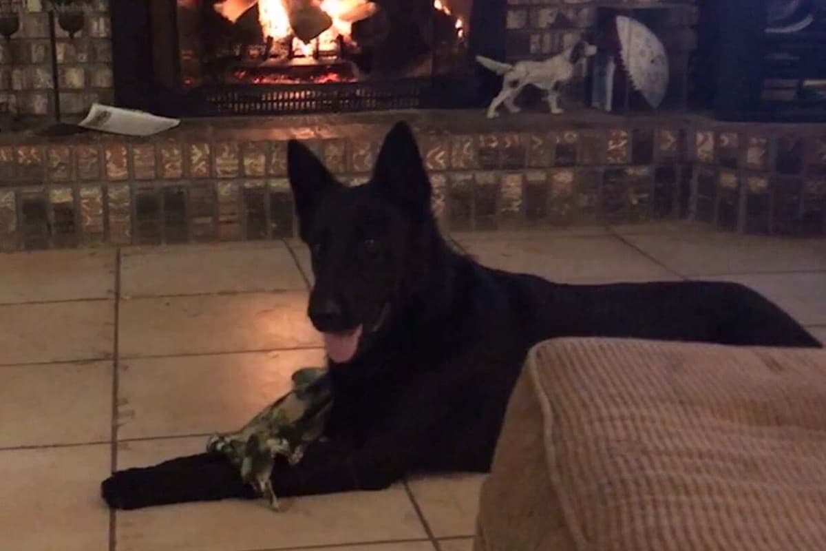 Weizen German Shepherds (Bred With H.E.A.R.T.) breeder image 27