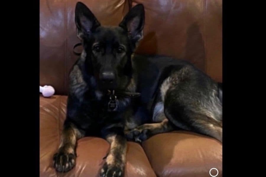 Weizen German Shepherds (Bred With H.E.A.R.T.) breeder image 83