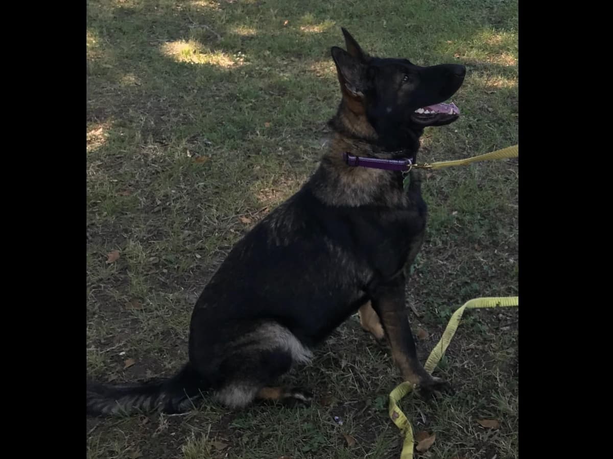 Weizen German Shepherds (Bred With H.E.A.R.T.) breeder image 108