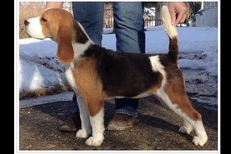 Beagle Puppies breeder image 4