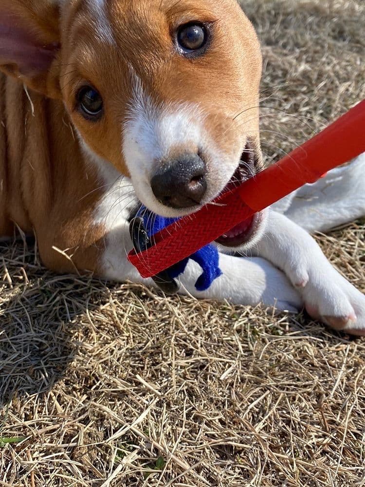 Basenji Puppies breeder image 24