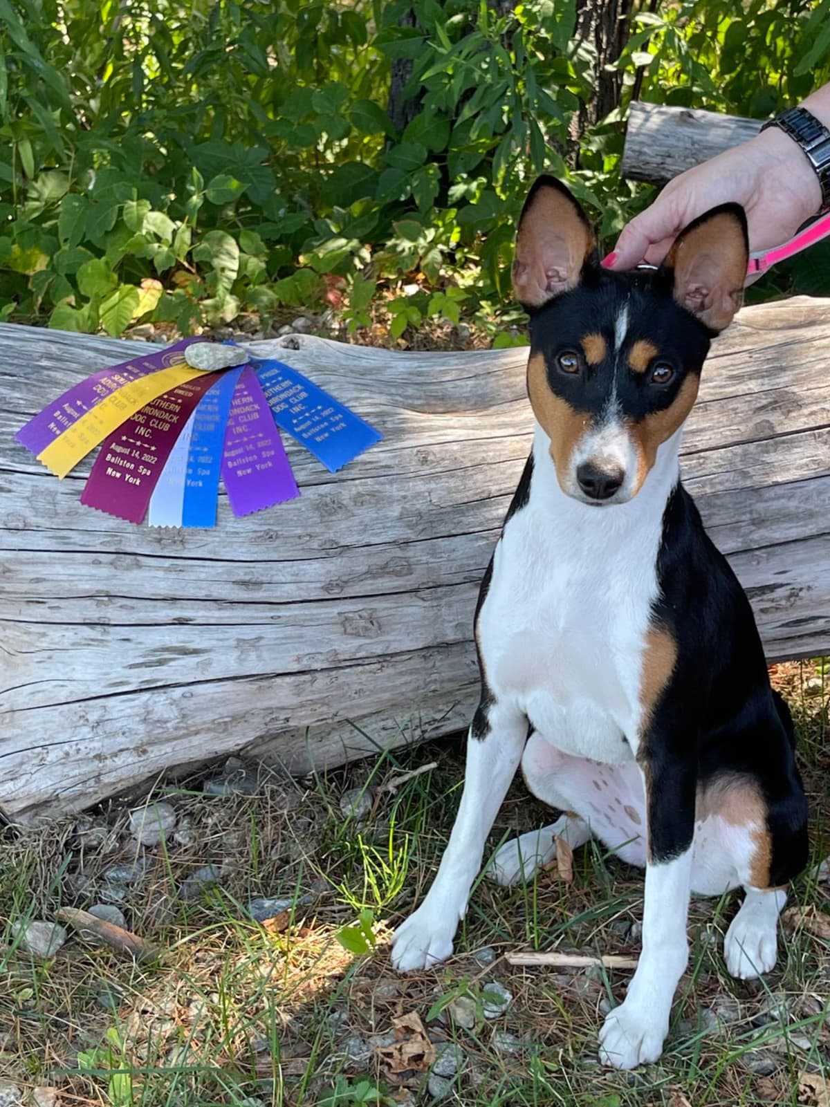 Basenji Puppies breeder image 27