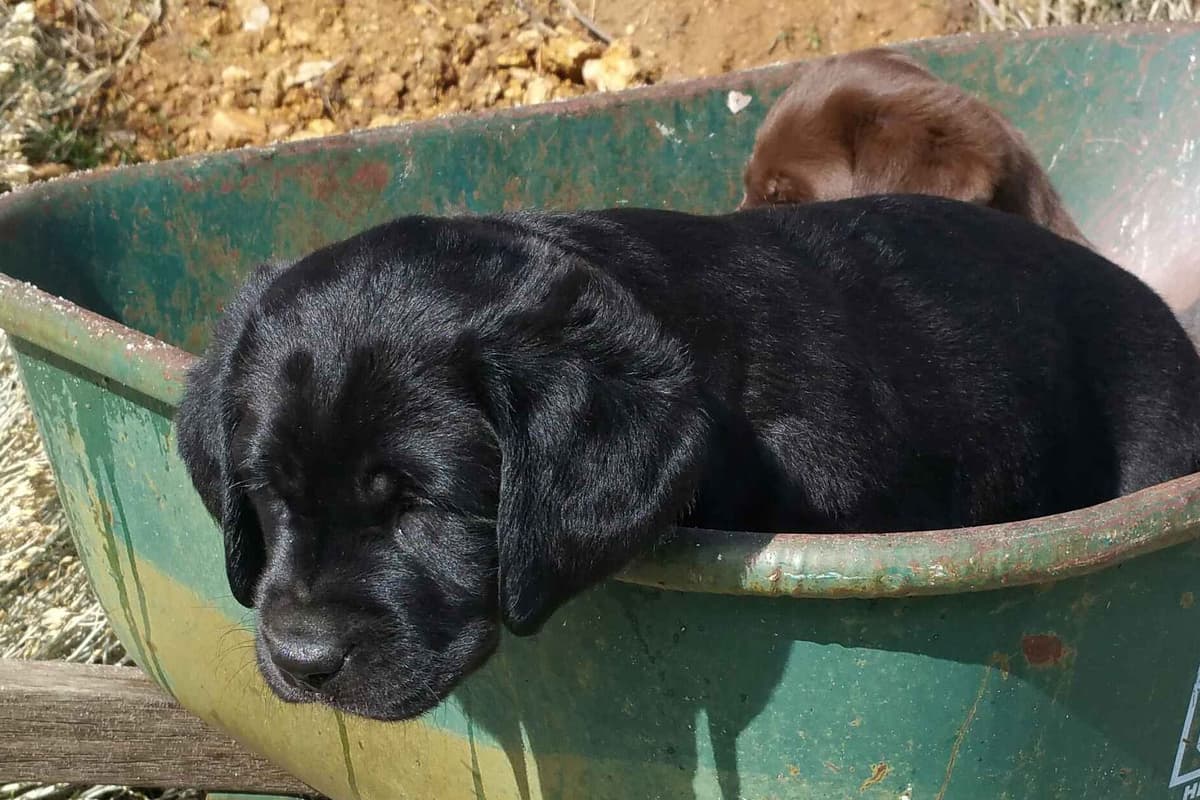Chocolate English Pups from Multi-Titled Parents breeder image 13