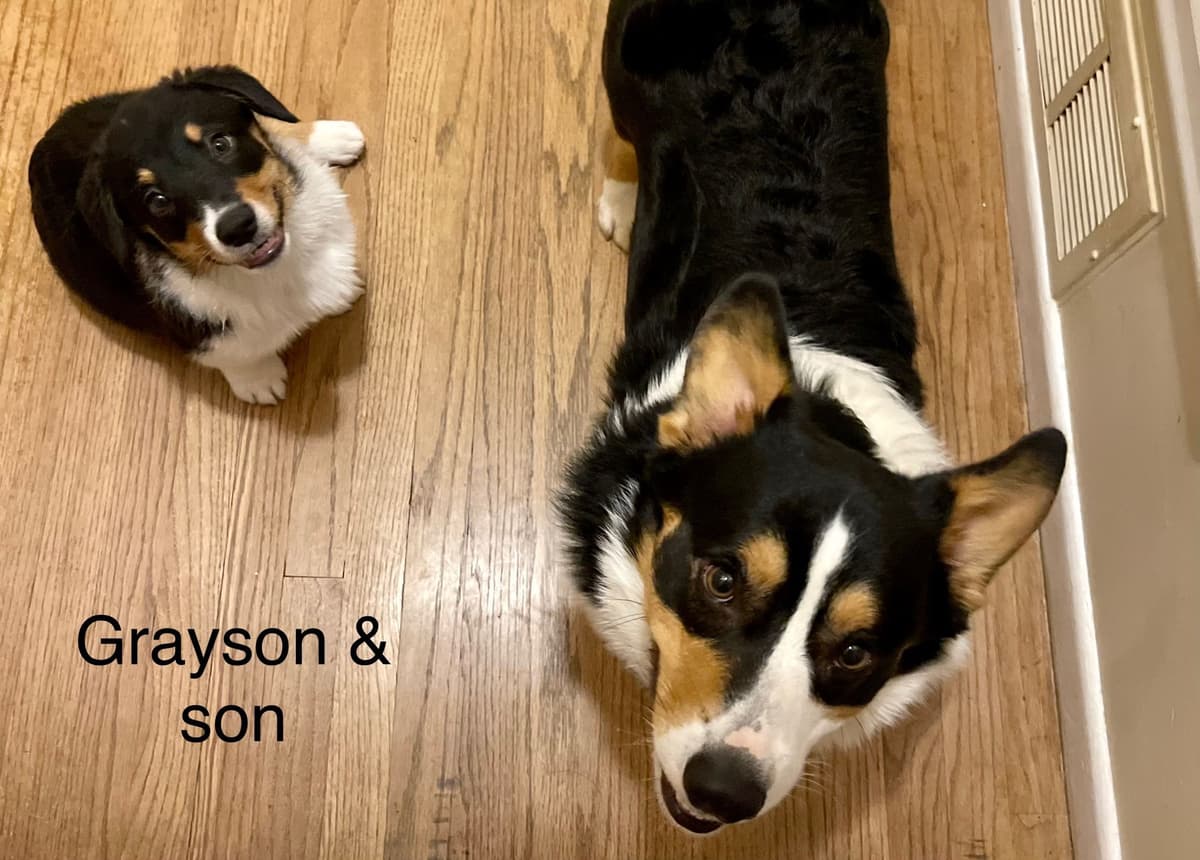 12 Gorgeous GCH CH Pembroke Welsh Corgi Puppies breeder image 11