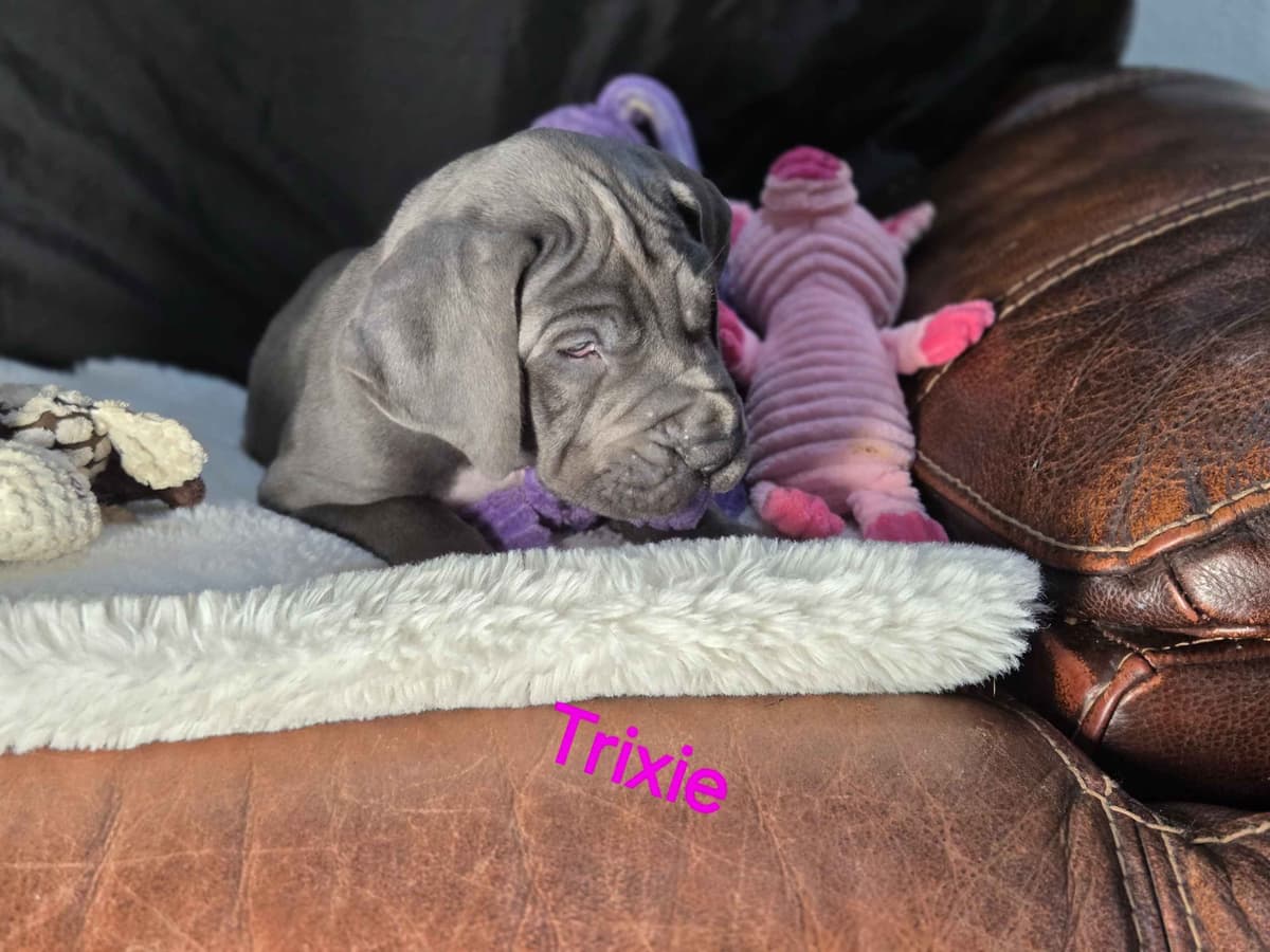 Great Dane Puppies breeder image 5
