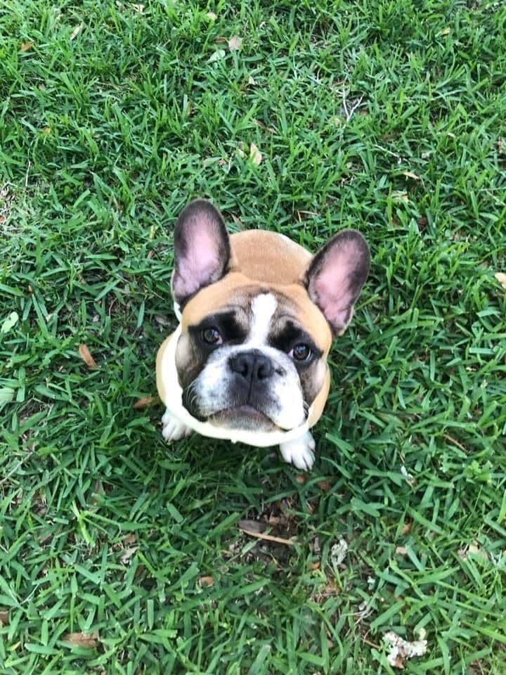French Bulldog Puppies breeder image 17
