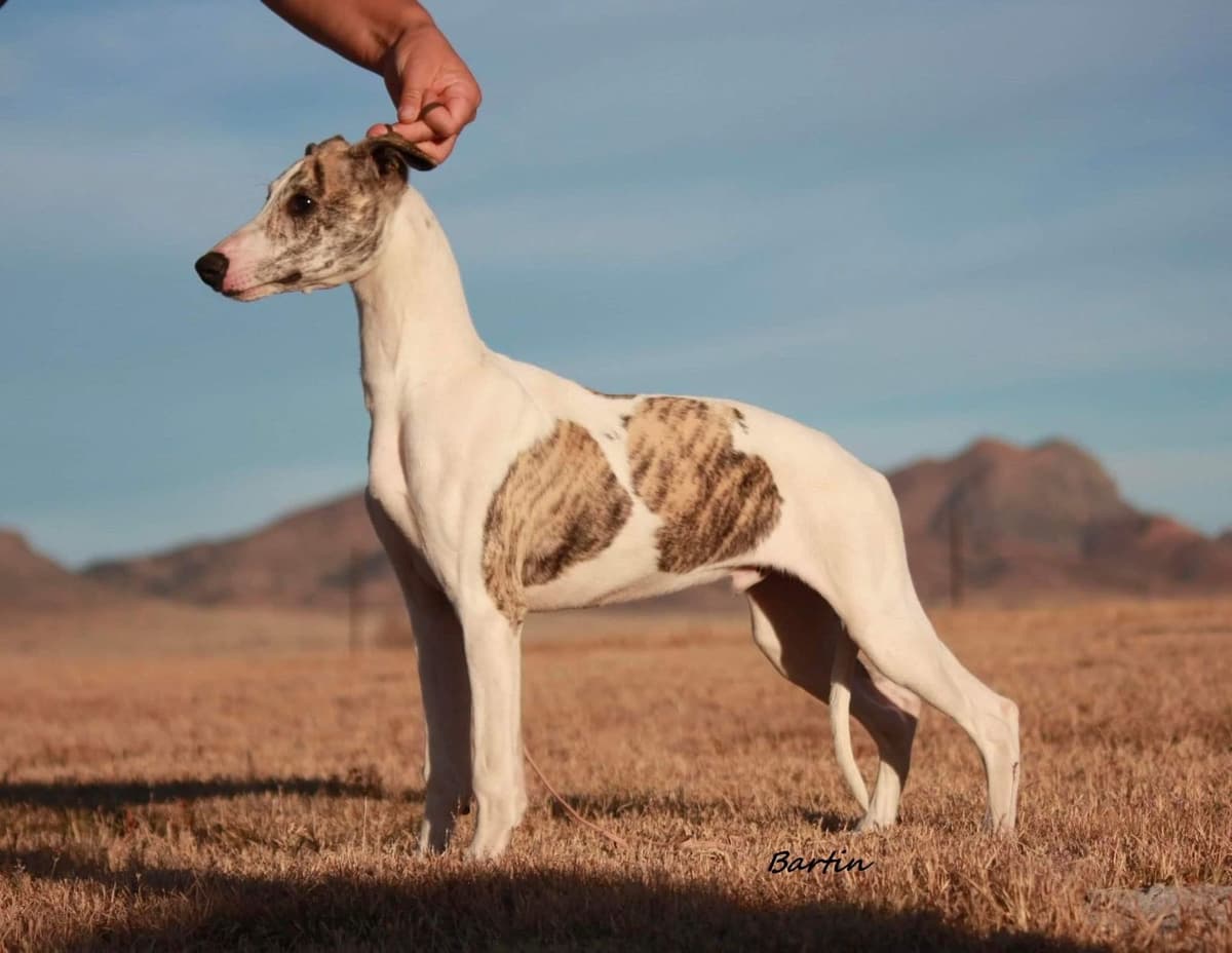 Whippet Puppies breeder image 2