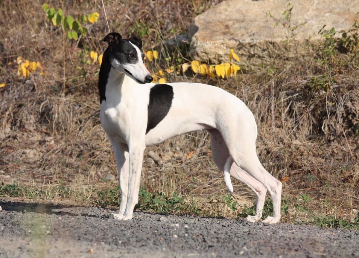 Whippet Puppies breeder image 5