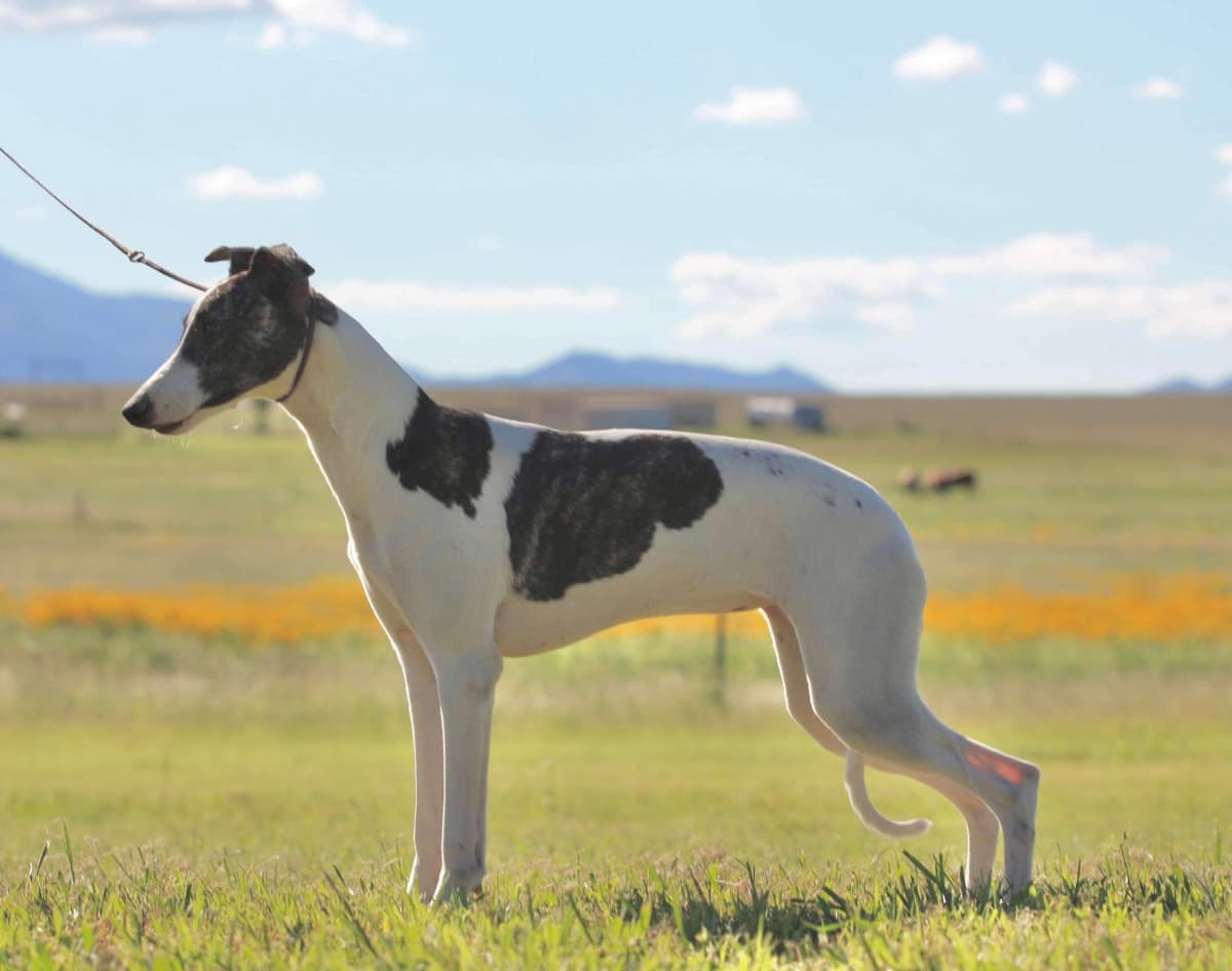 Whippet Puppies breeder image 20