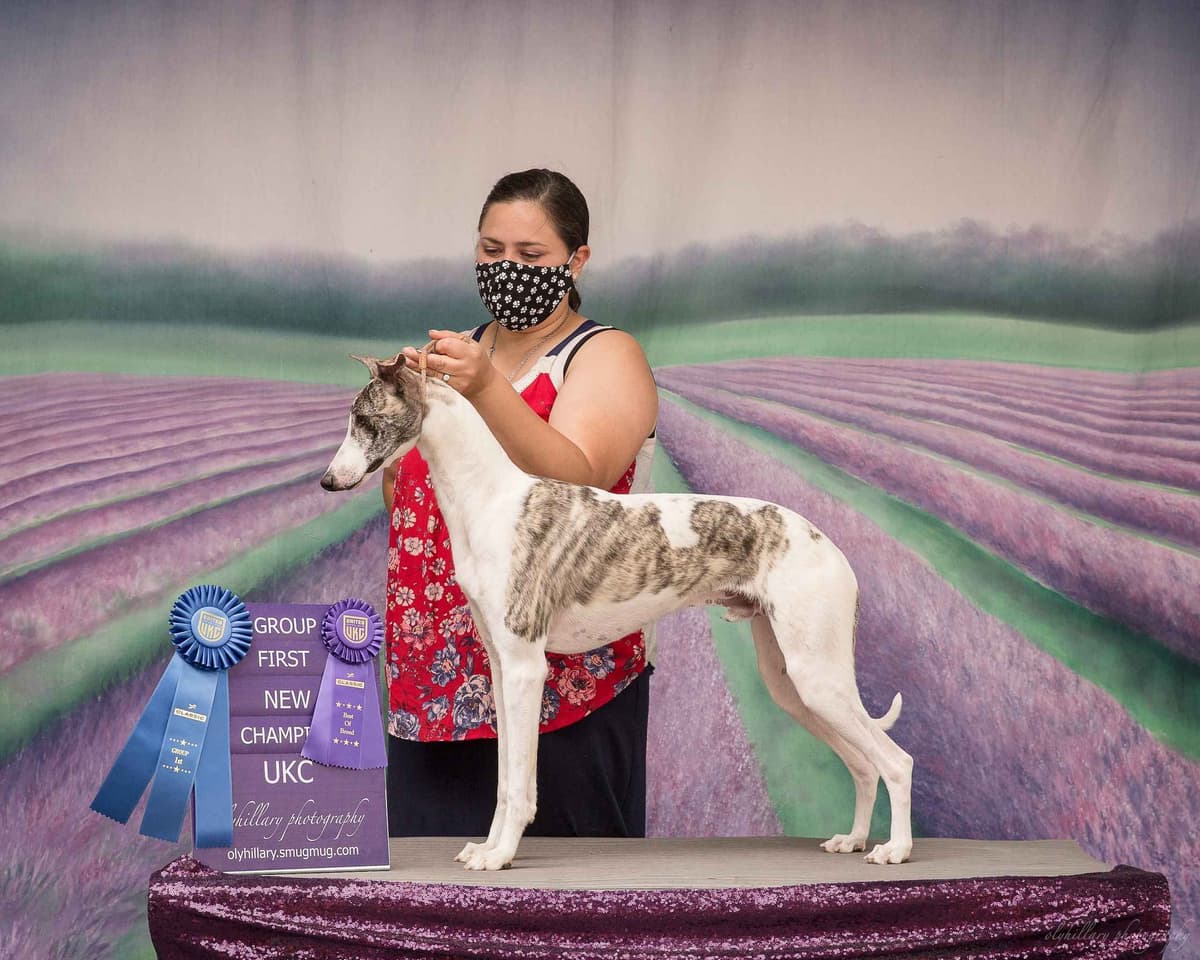 Whippet Puppies breeder image 22