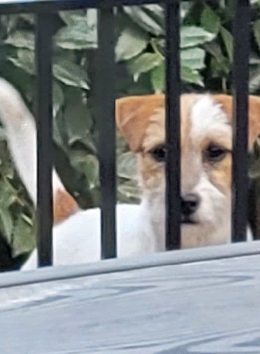 Russell Terrier Puppies breeder image 9