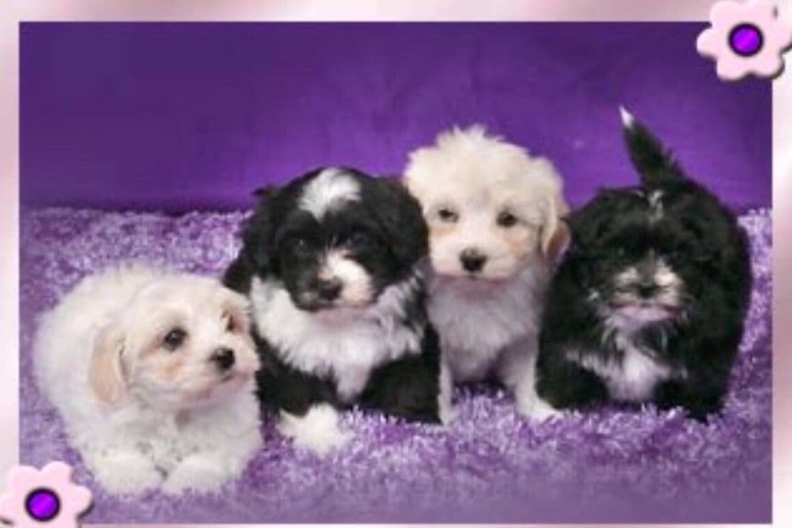 Pug Puppies breeder image 26
