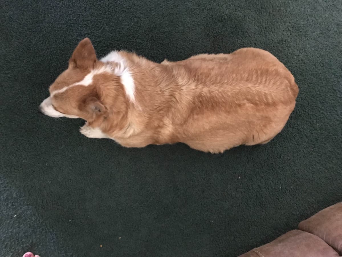 Pembroke Welsh Corgi Puppies breeder image 9