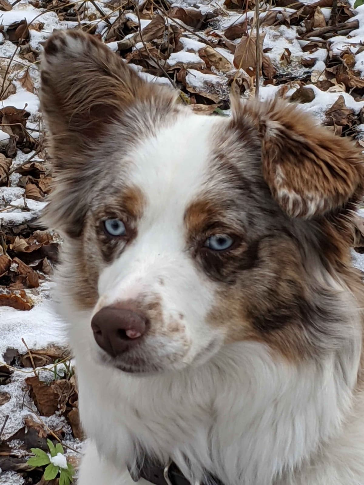 Australian Shepherd Puppies breeder image 13