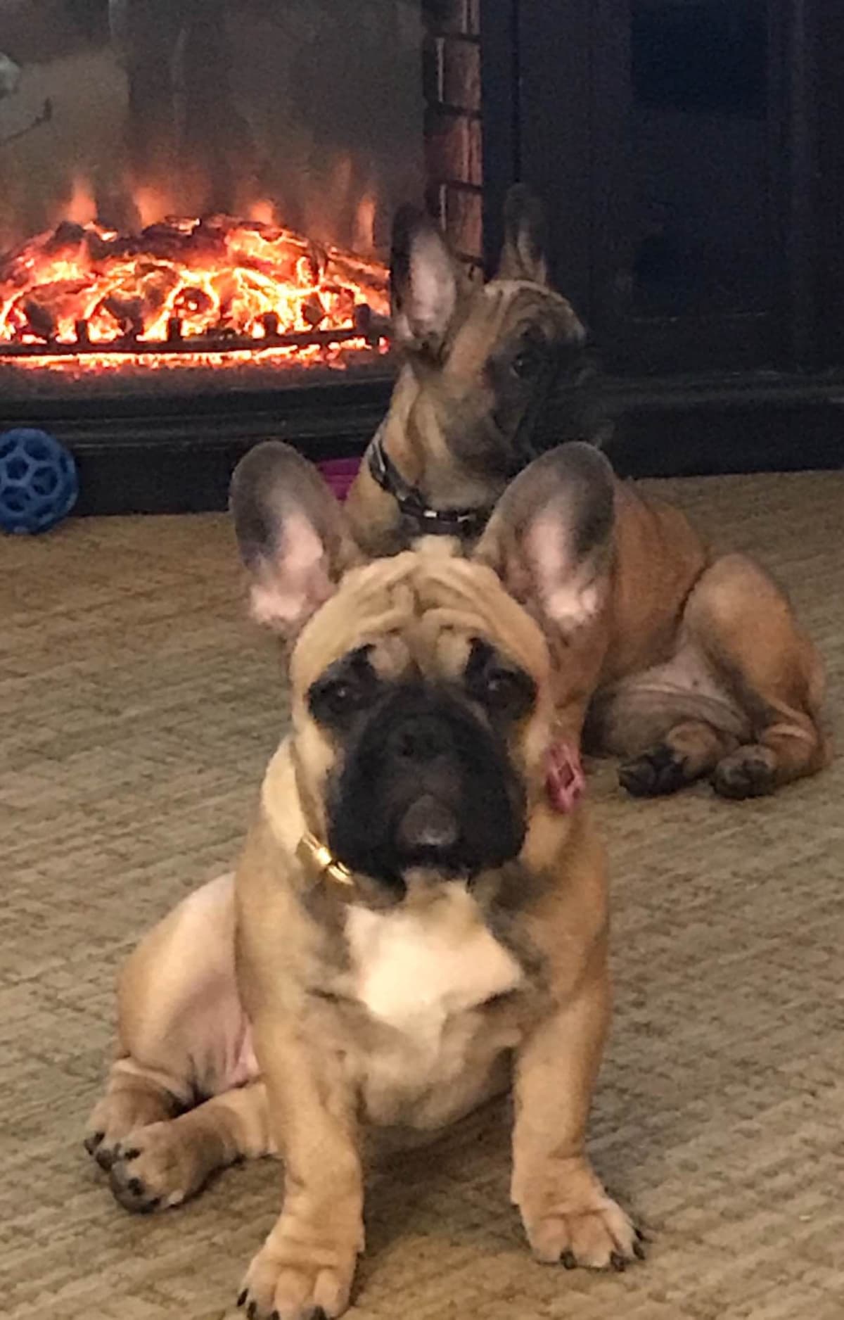 French Bulldog Puppies breeder image 2