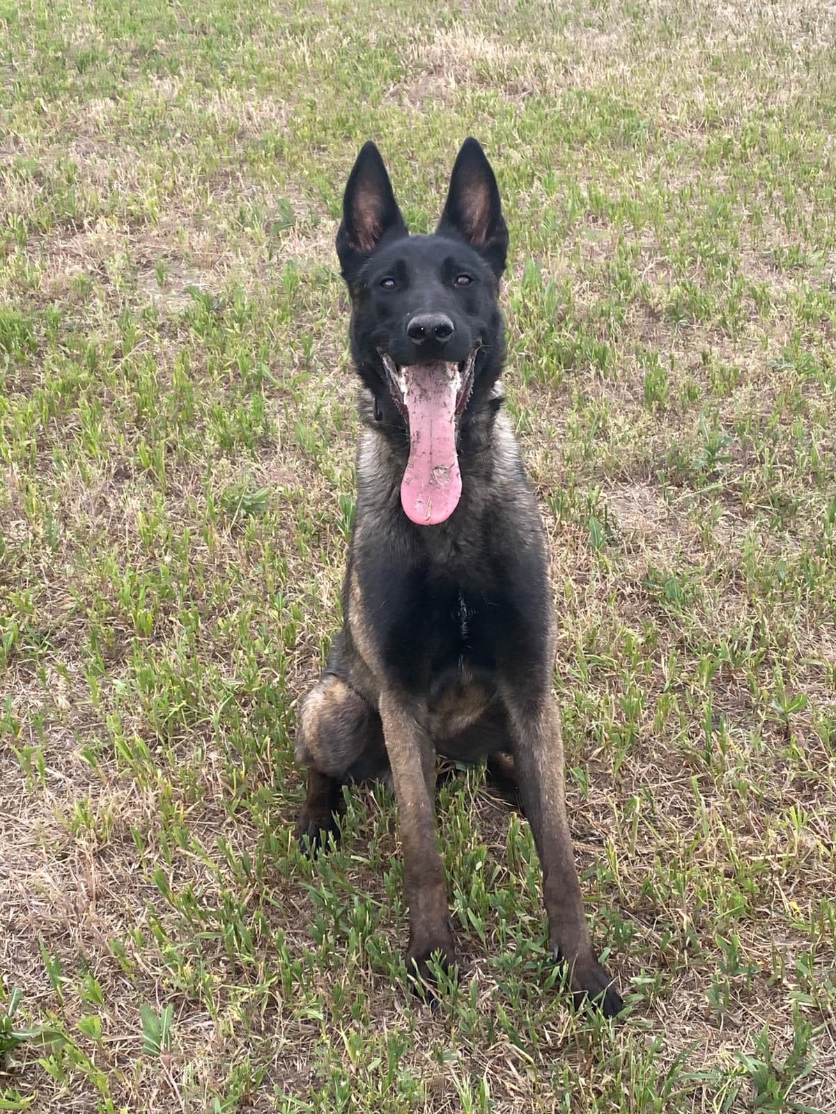 Belgian Malinois Puppies breeder image 14