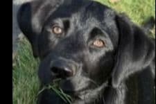 Labrador Retriever Puppies breeder image 10