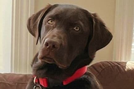 Labrador Retriever Puppies breeder image 13