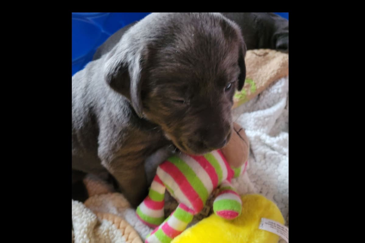 Labrador Retriever Puppies breeder image 27