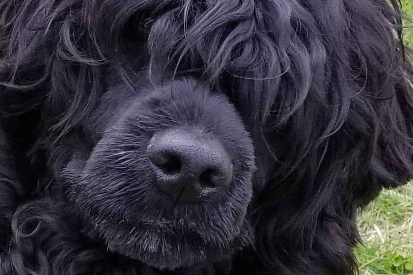 Portuguese Water Dog Puppies breeder image 1
