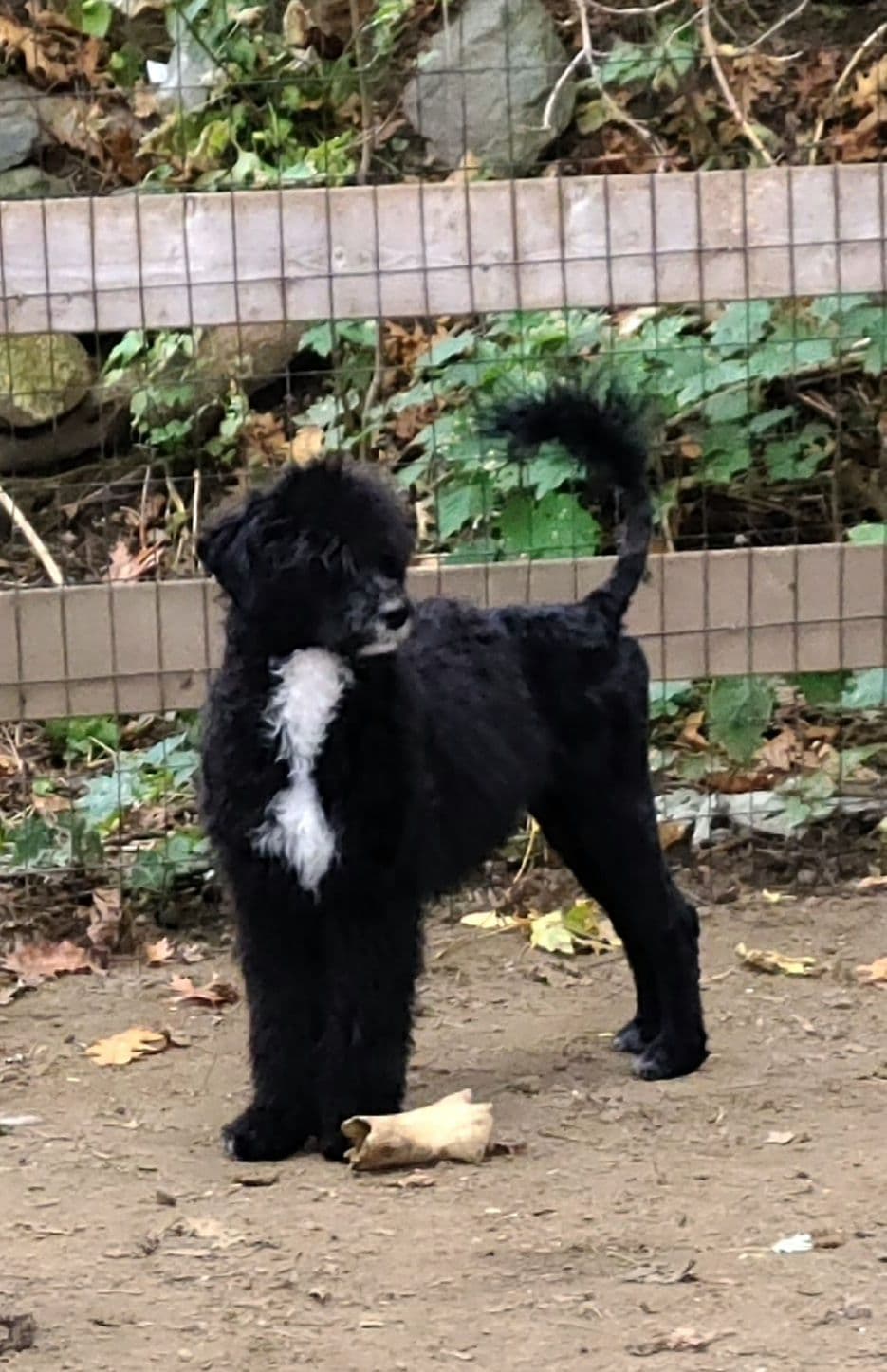 Portuguese Water Dog Puppies breeder image 17