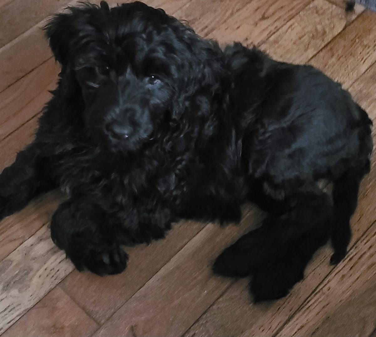 Portuguese Water Dog Puppies breeder image 20