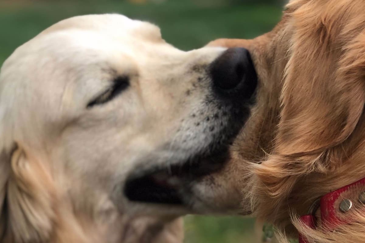 Champion-Bred Golden Retriever Puppies | Health-Tested breeder image 2