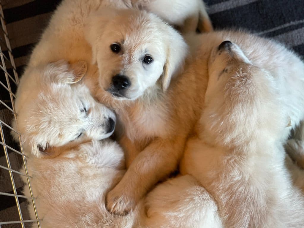 Champion-Bred Golden Retriever Puppies | Health-Tested breeder image 1
