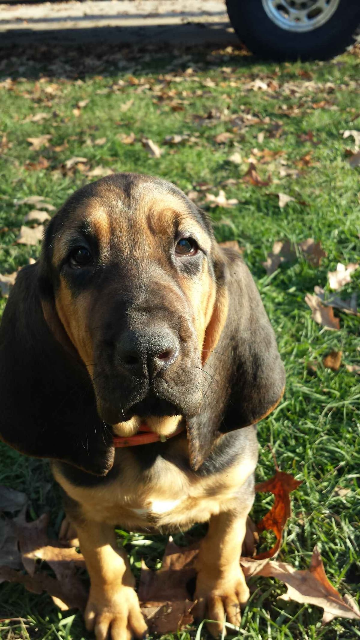 Cane Corso Puppies breeder image 7