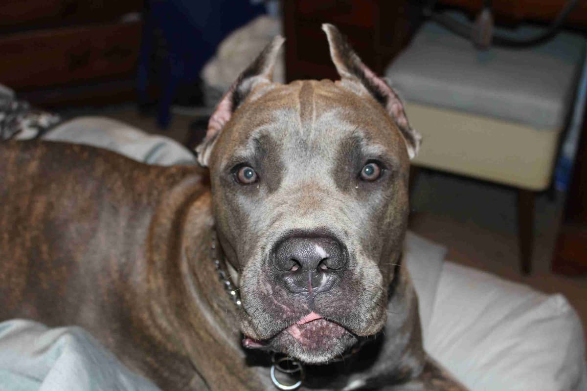 Cane Corso Puppies breeder image 8