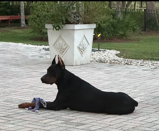 MY BLUESTARS EUROPEAN PUPPIES breeder image 1